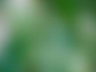 Maximiser les variégations de vos plantes (monstera variegata, philodendron burle marx...): Astuces pour des feuilles spectaculaires