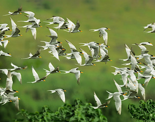 Image by Krish Chandran