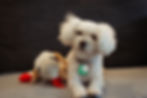 Maltipoo breeder - The doodle club