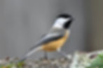 Chickadees (M/W/TH)