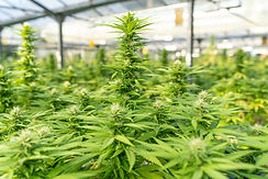 Image by CRYSTALWEED cannabis