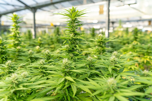 Image by CRYSTALWEED cannabis