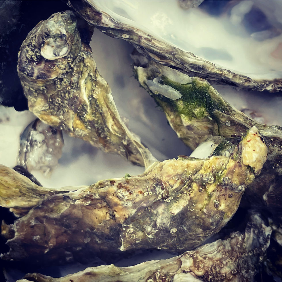 The Nature Benefits of Oyster Farming