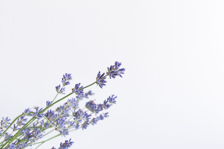 Image by Olga Tutunaru