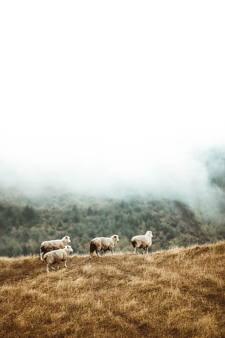 Image by Taylor Brandon