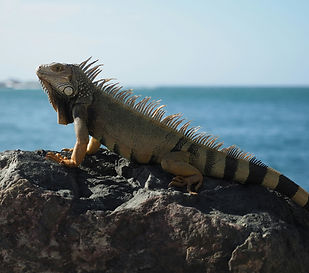 Image by Shino Nakamura