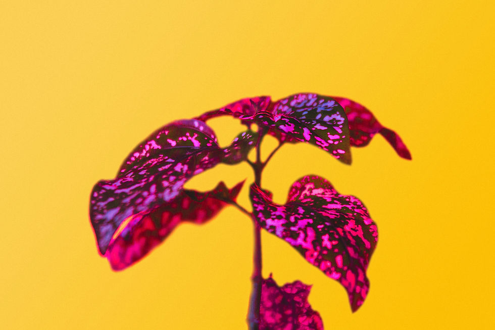 Unveiling Loss Aversion: How it can add to a Business Strategy