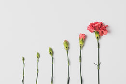 Image by Edward Howell