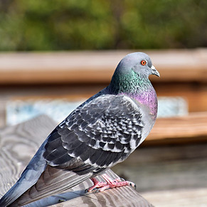 Image by Jeffrey Eisen