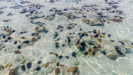 Zanzibar’s Underwater Wonderland: A Dive into Marine Biodiversity