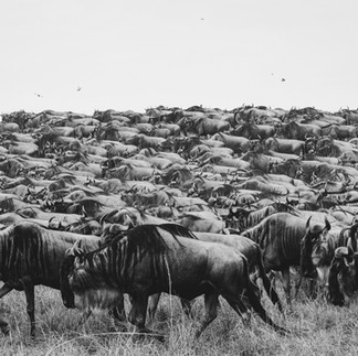 Massive wildebeest migration herd crossing Serengeti plains during annual Great Migration Tanzania a