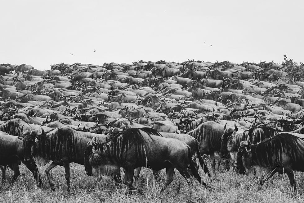Massive wildebeest herd moving across Serengeti plains during Great Migration Tanzania fly-in safari from Zanzibar