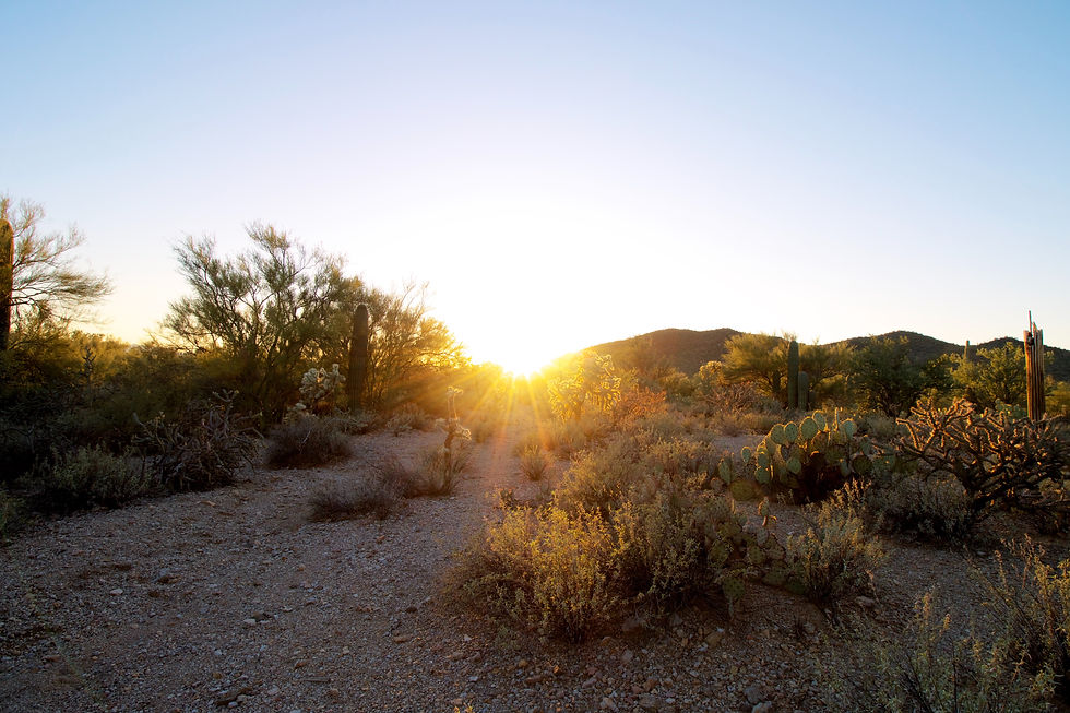 a picture of some plants in the desert TJ daily magic daily magic blog spirituality meditation tarot Reiki energy healing