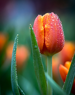 Image by Wai Siew