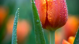 Easter Flower Sale