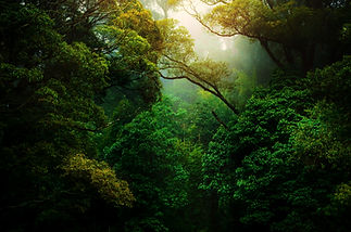 Image by Kunal Shinde