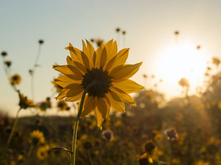 Why Your Morning Blood Sugar Is High And How To Fix It