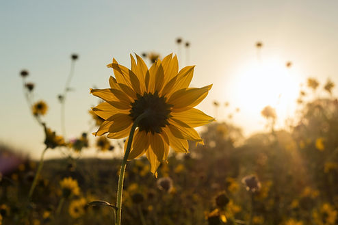 Image by Chris Nemeth