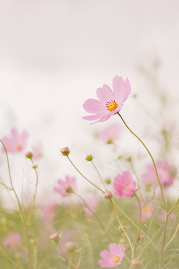 Image by J Lee