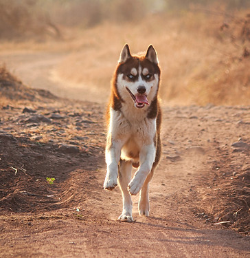 Siberian Husky Club of Gauteng