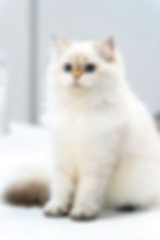 Gato británico de pelo largo