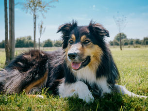 Border Collie Training: De Basisbeginselen