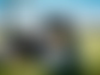 Border Collie Training: De Basisbeginselen