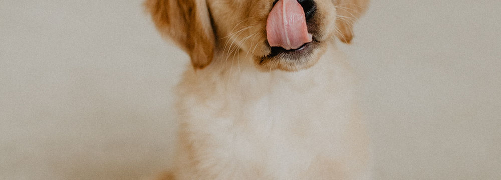 Golden Retriever Price India | Pets Shopping Platform | Nearby Pets India