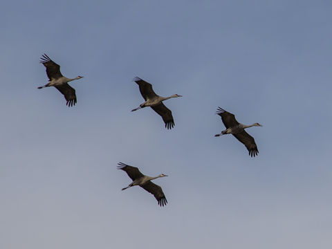 Sandhill Cranes