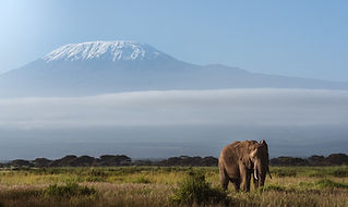 kilimanjaro
