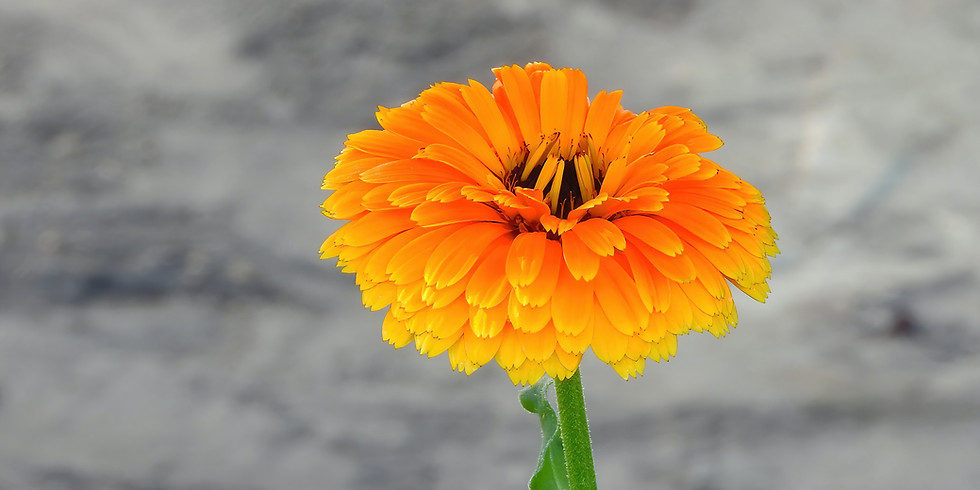 Herb Folk- Calendula