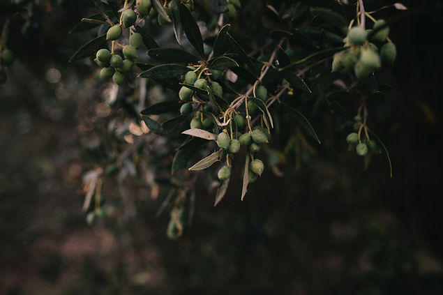 Image by Marita Mones