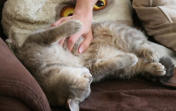 PetCINC cat sitting Cincinnati shows a relaxed cat lying on its back cared for by a certified pet sitter.