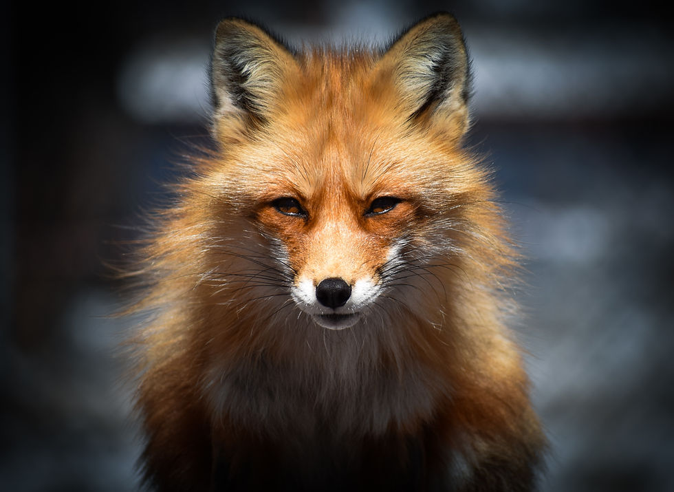Image by Karen