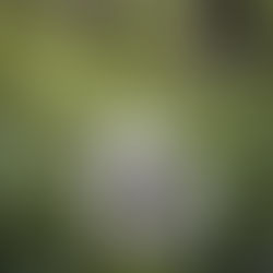 Dog eating grass
