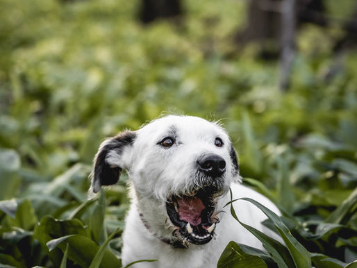 Dog eating grass
