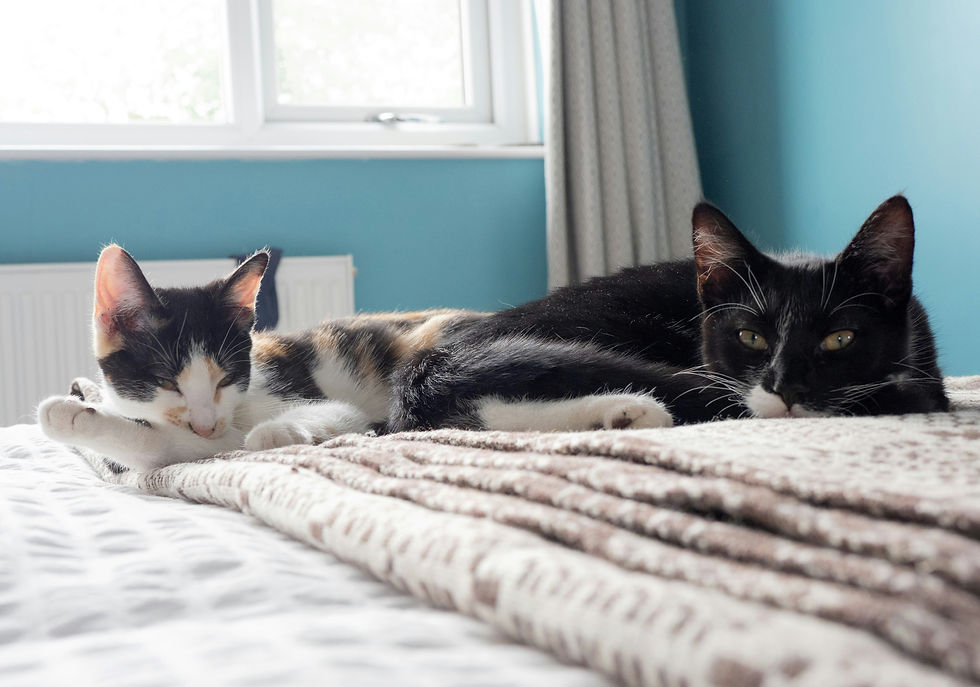 A Calico Kitten resting next to a black and white bicolor cat.