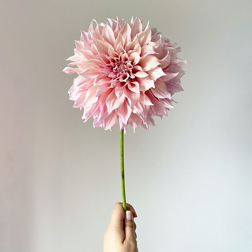 Image by Kimberly Betham
