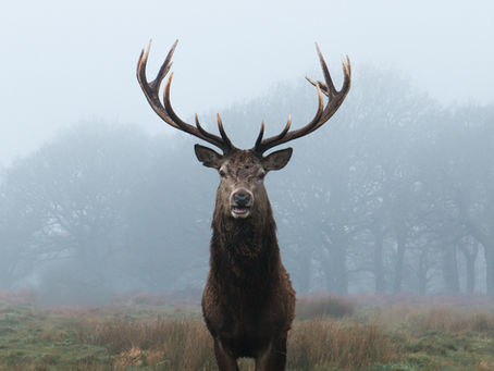 Keep the Deer Out: Deer-Resistant Plants for Ohio Gardens