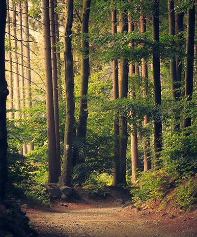 Image by Lukasz Szmigiel