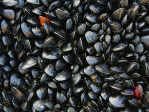 FDA Advises Public Not To Consume Certain Chopped Clams Distributed by Red’s Best