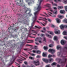 Image by Bioscience Image Library by Fayette Reynolds