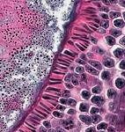 Image by Bioscience Image Library by Fayette Reynolds