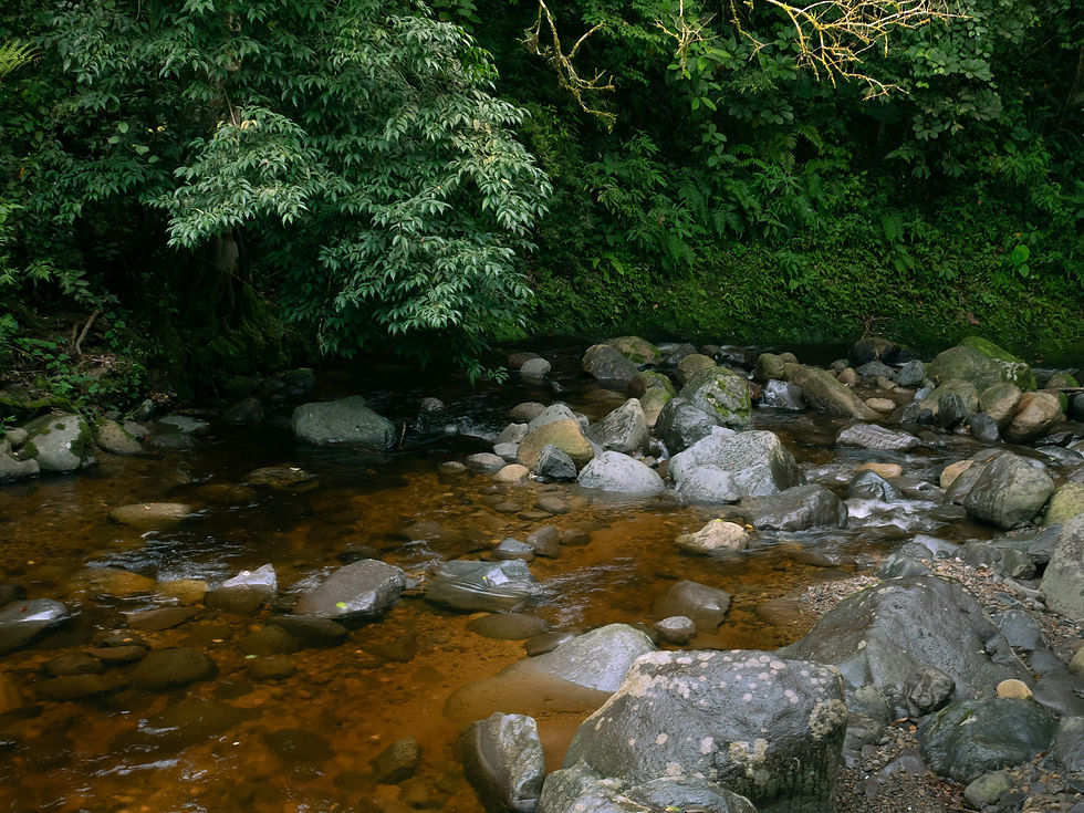 Calm river flowing through green forest and rocks