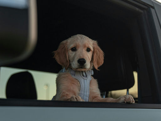 The Car Ride Home with Your New Dog