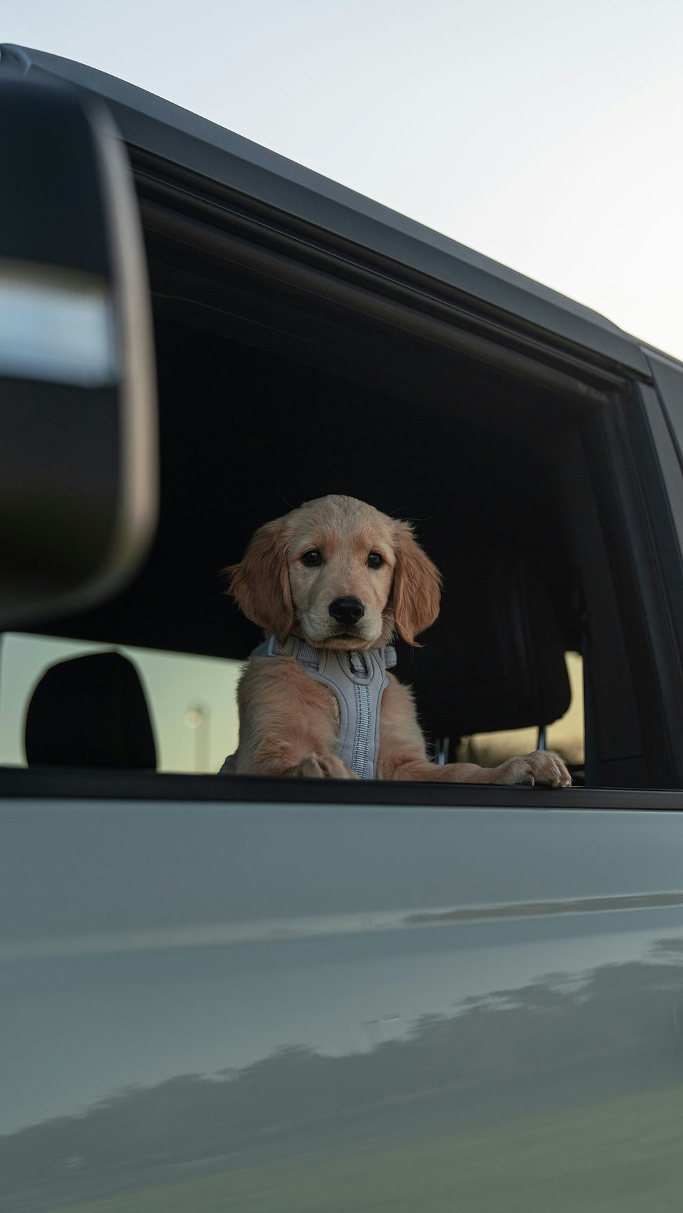 The Car Ride Home with Your New Dog