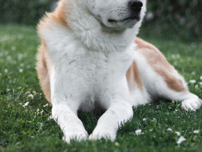 🐕 La verdadera historia de Hachiko, el Akita Inu más famoso del mundo