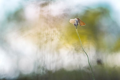Image de Daniel Mirlea