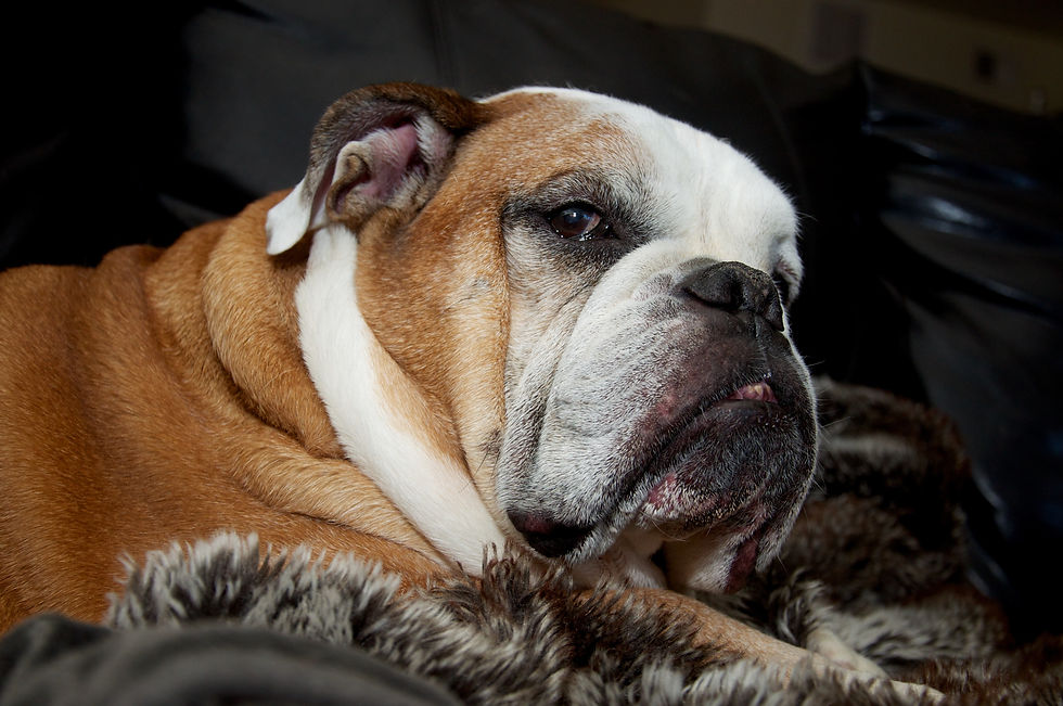 A worried-looking bulldog resting close to another dog for comfort