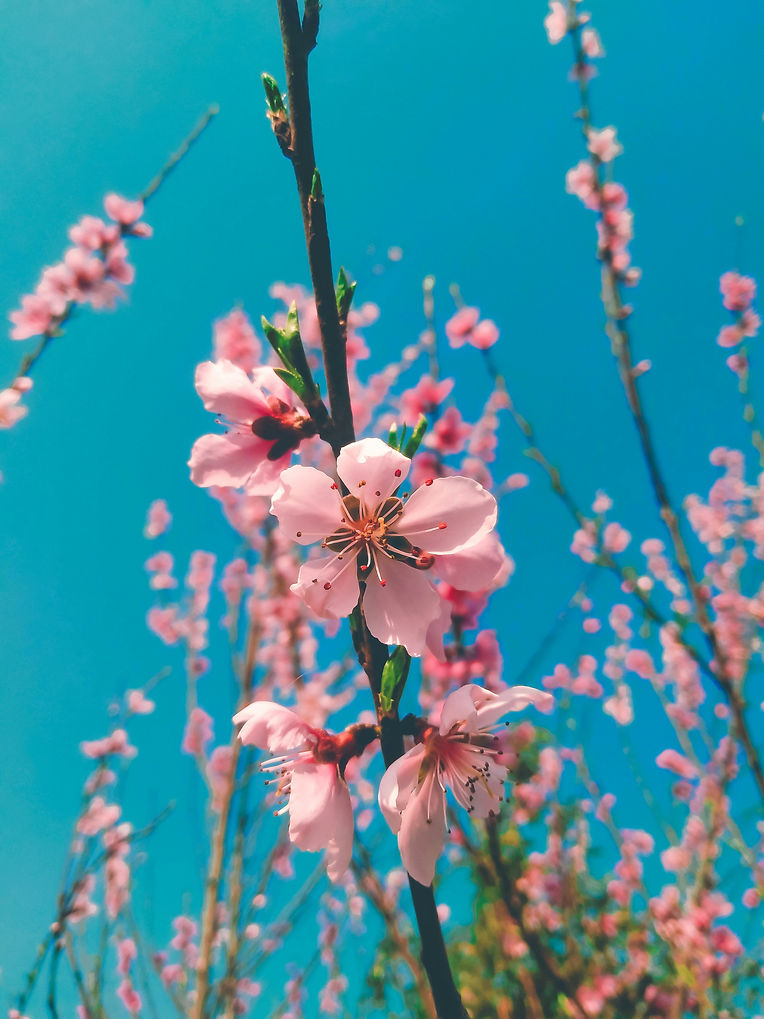 Image by Light Yagamii